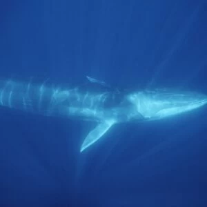 Fin Whale (Balaenoptera physalus). Azores, Portugal, Atlantic