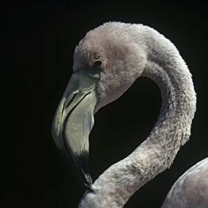 Flamingo juvenile head. (Phoenicopterus ruber). Punta Cormorant, Floreana Island, Galapagos, Ecuador
