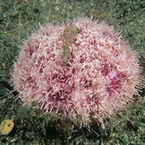 Flower urchin (Toxopneustes pileolus)