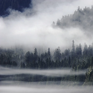 Fog drifts down through the trees alongside steep cliffs in Tracy Arm, Southeast Alaska, USA