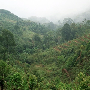 Forest and Terraceing. Vietnam