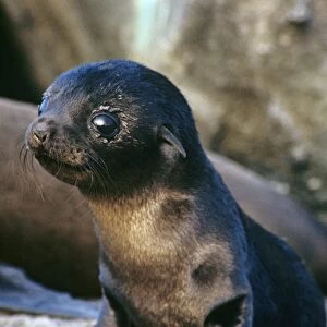 Galapagos fur seal baby staring. (Arctocephalus galapagoensis). Cabo Douglas, Fernandina Island, Galapagos