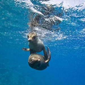 Galapagos sea lions (Zalophus wollebaeki) underwater at Champion Islet near Floreana Island in the Galapagos Island Archipeligo, Ecuador. Pacific Ocean. The majority of the Gal pagos Sea Lion population is protected, as the islands are a part of