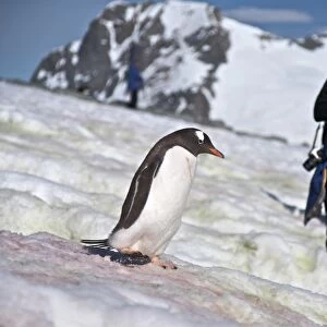 Gentoo penguins (Pygoscelis papua) following penguin highways on Danco Island in Antarctica. The Gentoo Penguin is one of three species in the genus Pygoscelis. It is the third largest of all penguins worldwide, with adult Gentoos reach