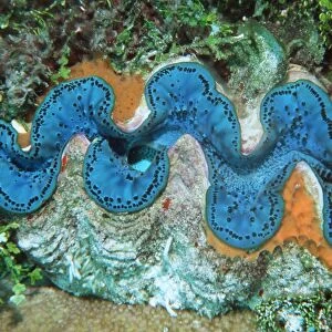 Giant clam with encrusting sponge, (Tridacna maxima), Rongelap, Marshall Islands (N. Pacific)