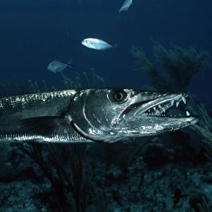 Great Barracuda (Sphyraena barracuda). Caribbean