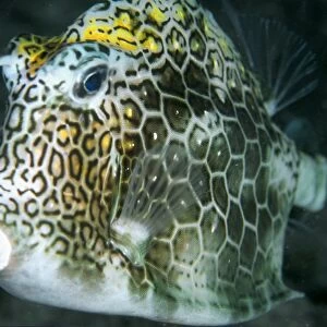 Honeycomb cowfish at night, Lactophrys polygonia, Abrolhos National Marine Sanctuary, Brazil (South Atlantic)