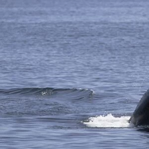 Killer whale, Orcinus orca, breaching Monterey, California, USA (RR)