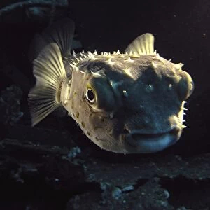 Large Porcupine puffer fish(Diodon hystrix) pictured here in Safaga, Red Sea