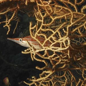 Long nose hawkfish ( Oxycirrhites typus) peeking out of a gorgonian. Dahab. Red Sea. Egypt