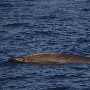 Male Blainvilles Beaked Whale, Mesoplodon densirostris, swimming off the Azores, showing typical scarring along its back