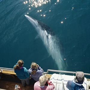 Minke whale (Balaenoptera acutorostrata) associating with North Sailing whale-watching boat Husavik, close to the arctic circle at the top of Iceland