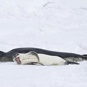 A mother and newborn pup leopard seal (Hydrurga leptonyx) hauled out on ice floes on the western side of the Antarctic peninsula, southern ocean. This is the only pinniped known to have attacked and killed a human snorkeler in Antarctica