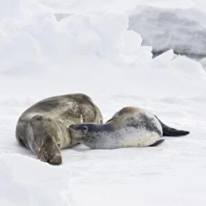 A mother and nursing newborn pup leopard seal (Hydrurga leptonyx) hauled out on ice floes on the western side of the Antarctic peninsula, southern ocean. This is the only pinniped known to have attacked and killed a human snorkeler in Antarctica