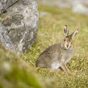 A Mountain Hare on Ben Stack in Sutherland Scotland UK