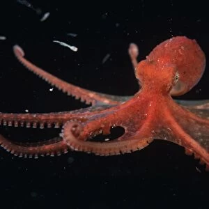 Octopus (Octopus). USA, Channel Islands, CA