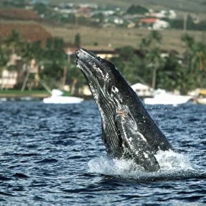 Pacific humpback whale calf, Megaptera novaeangliae, breaching in the roadstead near Mala Wharf, Maui, Hawaii