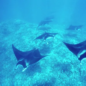 Pacific manta rays over reef in possible mating behavior. West Maui, Hawaii, USA