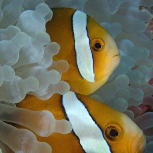 Pair of endemic three-banded anemonefish, Amphiprion tricinctus, and bulb anemone, Entacmaea quadricolor, Namu atoll, Marshall Islands (N. Pacific) (RR)