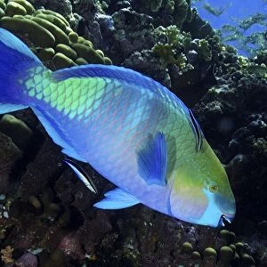 Parrotfish (Scarus sp. ) Mabul, Sipadan, Borneo, Malaysia, Indo-Pacific (RR)