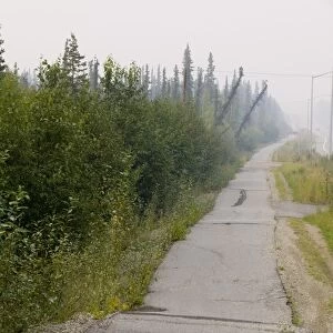 Pavement in Fairbanks Alaska collapsing into the ground due to global warming induced permafrost melt