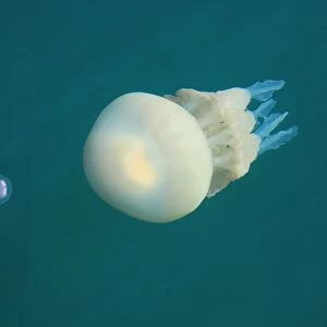 Rhizostome jellyfish (Rhizostoma octopus) with moon jellyfish (Aurelia aurita) Cardigan Bay, Wales, UK