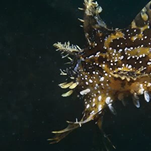 Sargassum frogfish (Histrio histrio). Bermuda