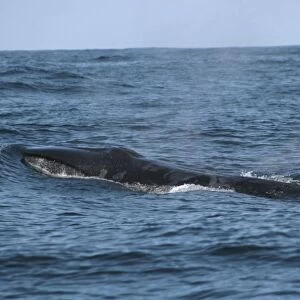Sei Whale breaking the surface with interesting skin markings