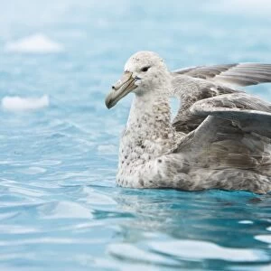Petrels Canvas Print Collection: Southern Giant Petrel
