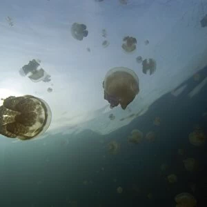 Stingless jellyfish, Mastigias sp. Jellyfish lake, Palau, Micronesia (rr)