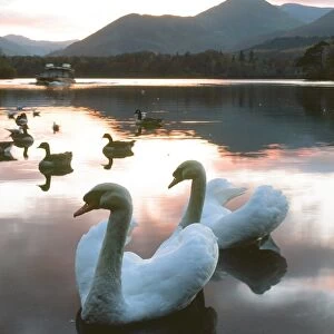 Swans on Derwent Water in the Lake District UK