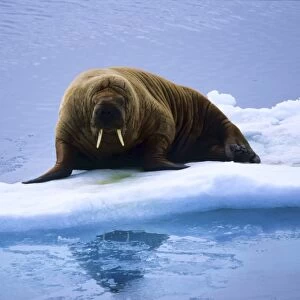 Walrus (Odobenus Rosmarus) lying on an ice floe. Southern Hinlopen Street, Svalbard, High Norwegian Arctic