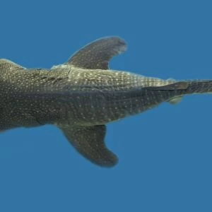 Whale shark pup specimen, Rhincodon typus, circumglobal in warm and temperate seas (rr)