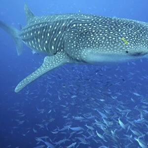 Whale Shark (Rhincodon typus) Seychelles, Indian Ocean. Restricted resolution (please contact us) (RR)