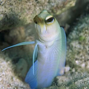 Yellow head jawfish (Opistognattus aurifrons), retreating into hole with head and fins exposed, Cayman Islands