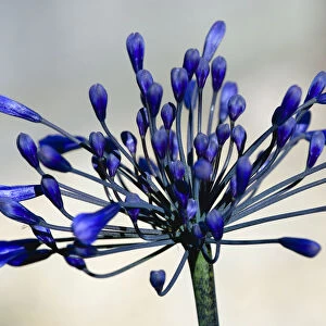 African lily, Agapanthus, purple flowers emerging on an umbel shaped flowerhead