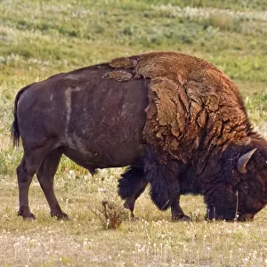 Canada, Alberta, Milk River Ridge American Bison Bos bison grazing on the plains near