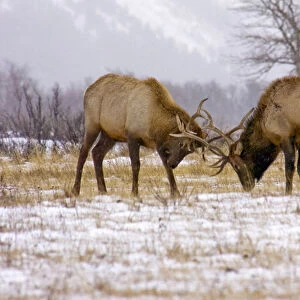 Canada, Alberta, Waterton Bull Elk fighting for dominance during the fall rut at