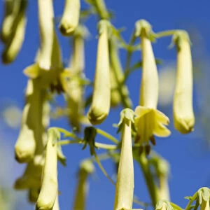 Cape cowslip, Phygelius Funfair Yellow, pendulous tubular flowers growing on a plant