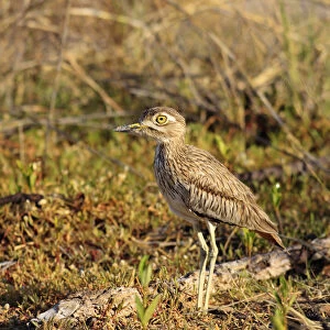 Burhinidae Poster Print Collection: Senegal Thick Knee