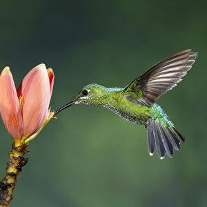 A female Green-crowned Brilliant Hummingbird feeds on the flower of a banana plant in