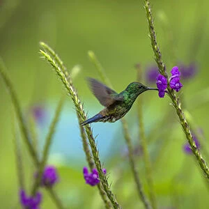 Hummingbirds Collection: Steely Vented Hummingbird