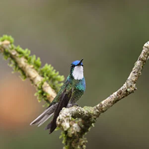 Hummingbirds Collection: White Throated Mountaingem