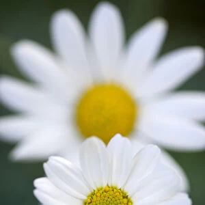 Marguerite daisy, Argyranthemum, single white flower isolated in shallow focus against