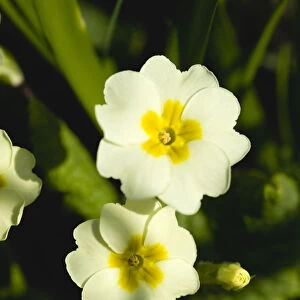 Primula vulgaris, Primrose