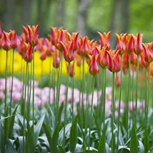 Red Tulips in Keukenhof Gardens