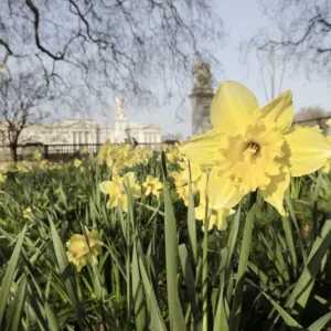 Buckingham Palace Print with Daffodils in Spring St. James Park London UK Buckingham Palace Print with Daffodils in Spring St. James Park London UK
