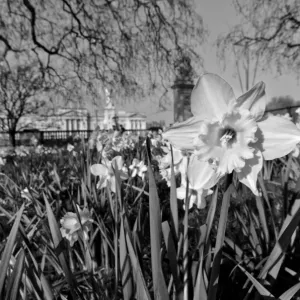 Buckingham Palace Print with Spring Daffodils Buckingham Palace Print with Spring Daffodils