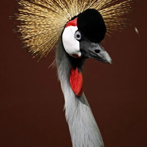 An African Crowned Crane found wandering the streets of Encinitas, California is shown