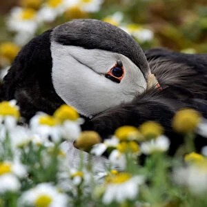 An Atlantic Puffin is seen among the daisies on Skomer Island